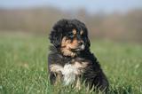 DOGUE DU TIBET 442